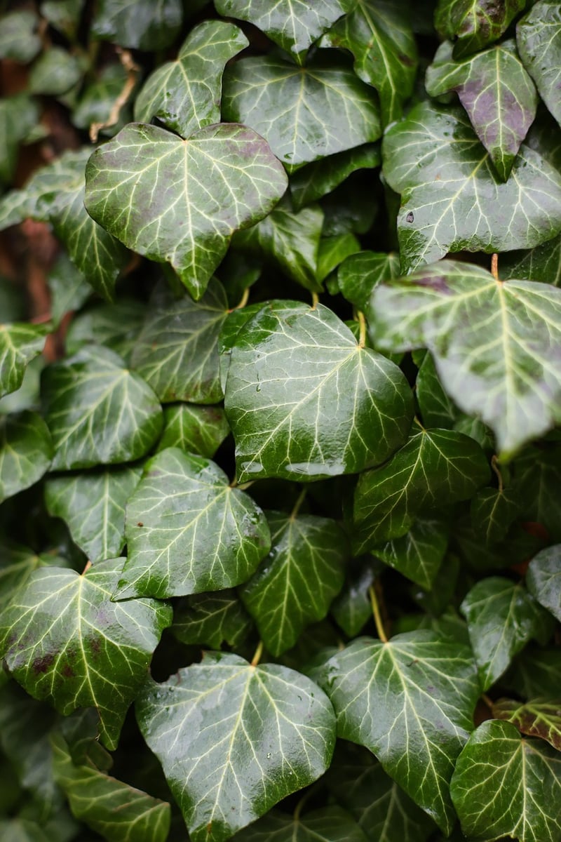 Money Plant