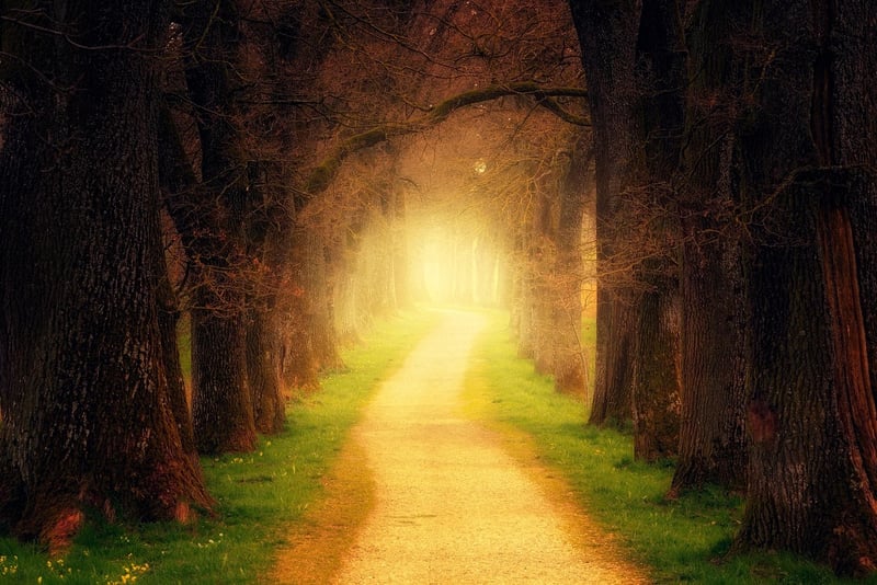 Mystical Plants